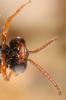 Nomada errans